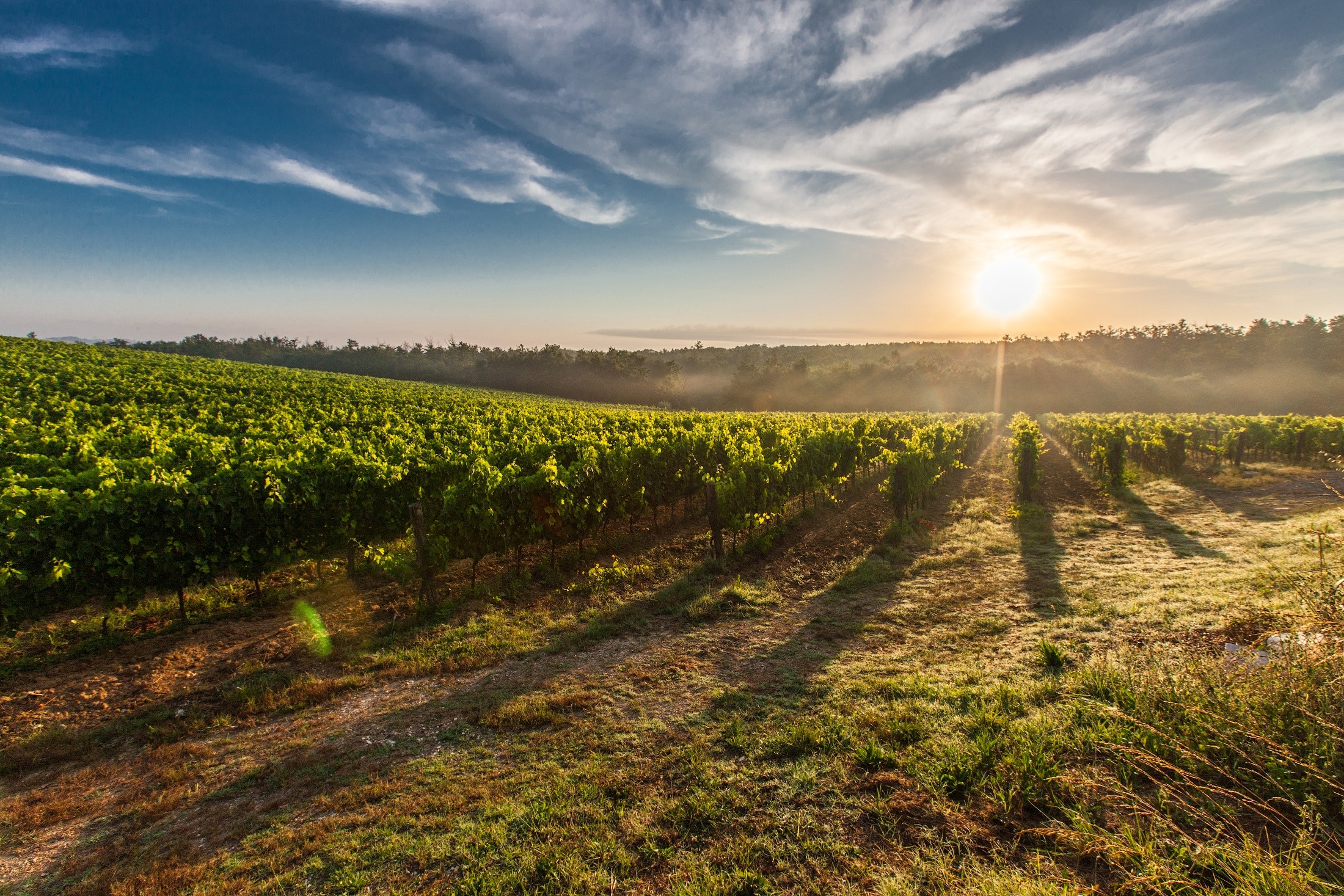 NZ rappresentanze vini